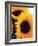 Bunch of Sunflowers-null-Framed Photographic Print