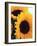 Bunch of Sunflowers-null-Framed Photographic Print