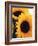 Bunch of Sunflowers-null-Framed Photographic Print