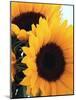 Bunch of Sunflowers-null-Mounted Photographic Print