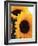 Bunch of Sunflowers-null-Framed Photographic Print