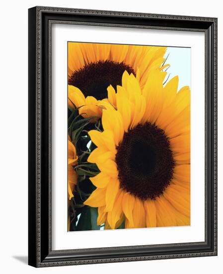 Bunch of Sunflowers-null-Framed Photographic Print