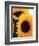 Bunch of Sunflowers-null-Framed Photographic Print