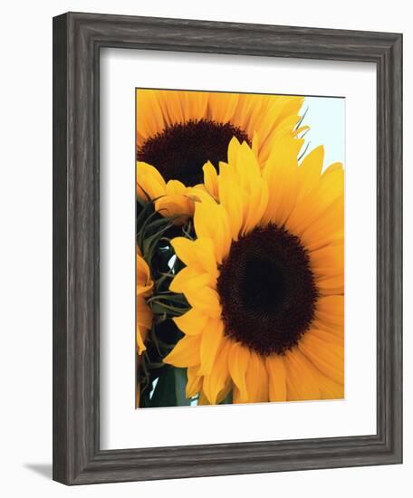 Bunch of Sunflowers-null-Framed Photographic Print