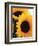 Bunch of Sunflowers-null-Framed Photographic Print