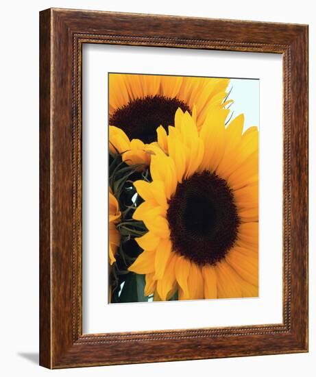 Bunch of Sunflowers-null-Framed Photographic Print