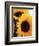 Bunch of Sunflowers-null-Framed Photographic Print