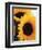 Bunch of Sunflowers-null-Framed Photographic Print