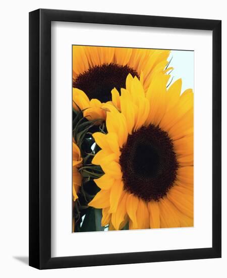 Bunch of Sunflowers-null-Framed Photographic Print