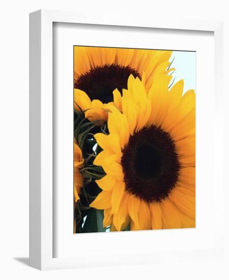 Bunch of Sunflowers-null-Framed Photographic Print