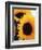 Bunch of Sunflowers-null-Framed Photographic Print