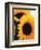 Bunch of Sunflowers-null-Framed Photographic Print