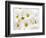 Bunch of White Daisies-Gail Peck-Framed Art Print