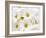 Bunch of White Daisies-Gail Peck-Framed Art Print