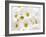 Bunch of White Daisies-Gail Peck-Framed Art Print