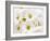 Bunch of White Daisies-Gail Peck-Framed Art Print