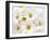 Bunch of White Daisies-Gail Peck-Framed Art Print