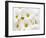Bunch of White Daisies-Gail Peck-Framed Premium Giclee Print