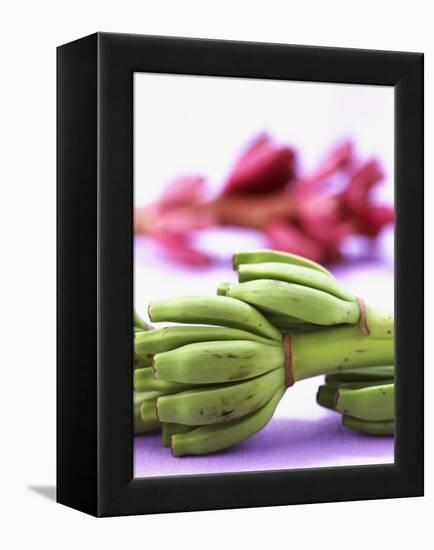 Bunch of Young Bananas-Armin Zogbaum-Framed Premier Image Canvas