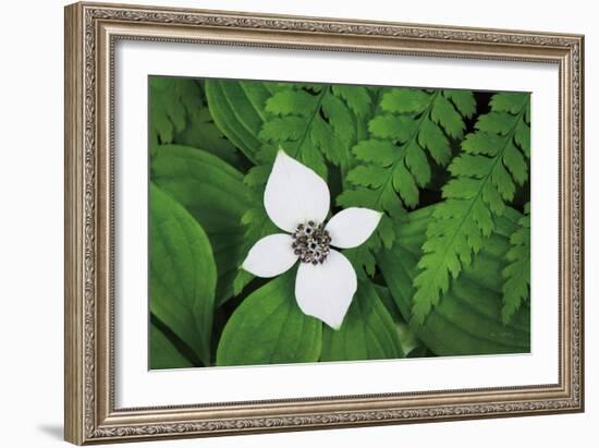 Bunchberry and Ferns I color-Alan Majchrowicz-Framed Art Print