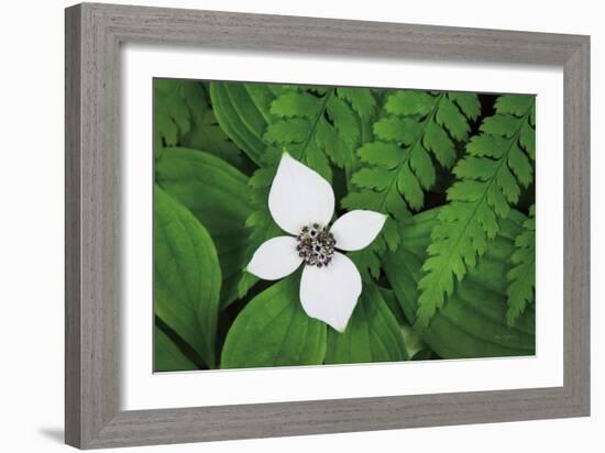 Bunchberry and Ferns I color-Alan Majchrowicz-Framed Art Print