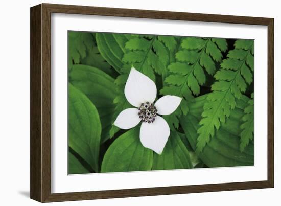 Bunchberry and Ferns I color-Alan Majchrowicz-Framed Art Print