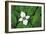 Bunchberry and Ferns I color-Alan Majchrowicz-Framed Art Print