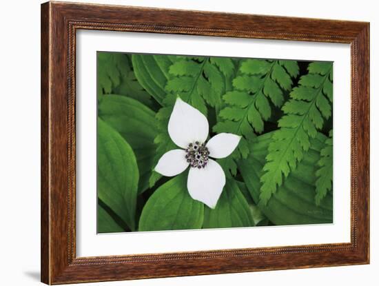 Bunchberry and Ferns I color-Alan Majchrowicz-Framed Art Print