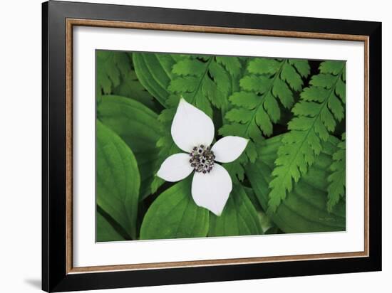 Bunchberry and Ferns I color-Alan Majchrowicz-Framed Art Print