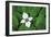 Bunchberry and Ferns I color-Alan Majchrowicz-Framed Art Print