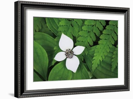 Bunchberry and Ferns I color-Alan Majchrowicz-Framed Art Print