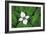 Bunchberry and Ferns I color-Alan Majchrowicz-Framed Art Print