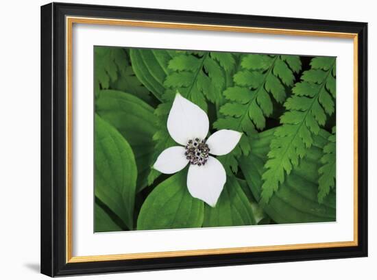 Bunchberry and Ferns I color-Alan Majchrowicz-Framed Art Print