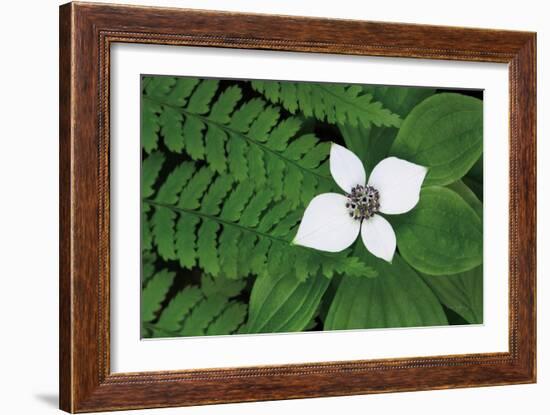 Bunchberry and Ferns II color-Alan Majchrowicz-Framed Art Print