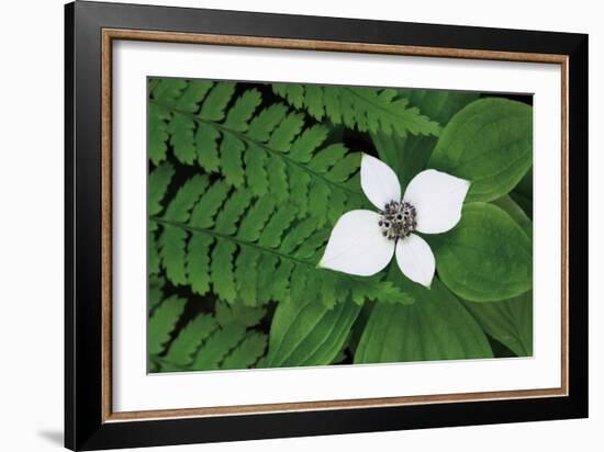 Bunchberry and Ferns II color-Alan Majchrowicz-Framed Art Print