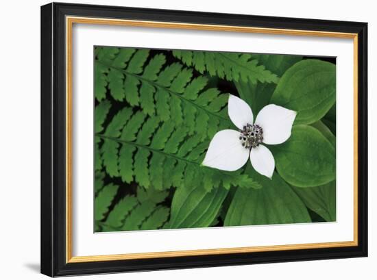 Bunchberry and Ferns II color-Alan Majchrowicz-Framed Art Print