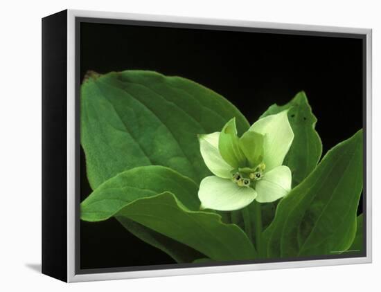 Bunchberry Dwarf Cornel, St. Ignace, Michigan, USA-Claudia Adams-Framed Premier Image Canvas