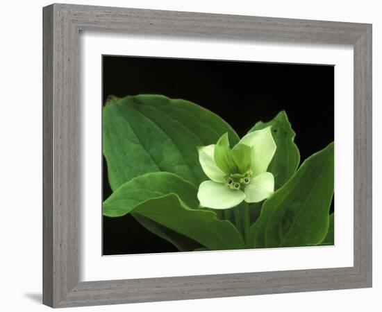 Bunchberry Dwarf Cornel, St. Ignace, Michigan, USA-Claudia Adams-Framed Photographic Print