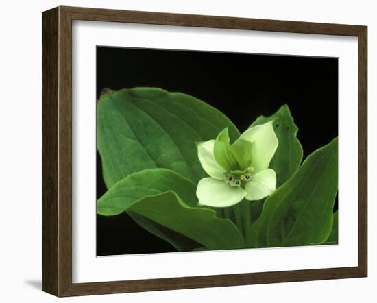 Bunchberry Dwarf Cornel, St. Ignace, Michigan, USA-Claudia Adams-Framed Photographic Print