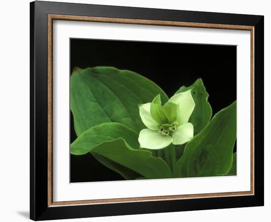 Bunchberry Dwarf Cornel, St. Ignace, Michigan, USA-Claudia Adams-Framed Photographic Print