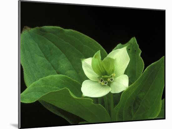 Bunchberry Dwarf Cornel, St. Ignace, Michigan, USA-Claudia Adams-Mounted Photographic Print