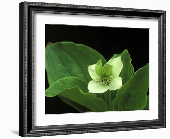 Bunchberry Dwarf Cornel, St. Ignace, Michigan, USA-Claudia Adams-Framed Photographic Print