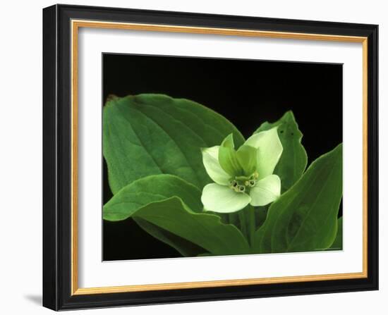 Bunchberry Dwarf Cornel, St. Ignace, Michigan, USA-Claudia Adams-Framed Photographic Print