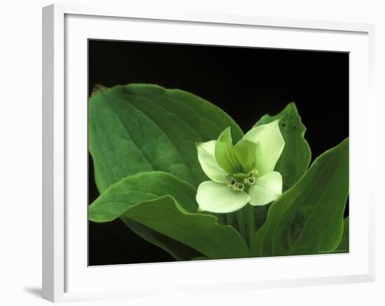 Bunchberry Dwarf Cornel, St. Ignace, Michigan, USA-Claudia Adams-Framed Photographic Print