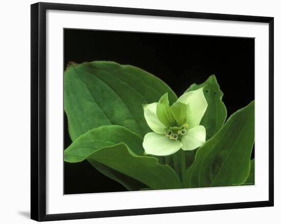 Bunchberry Dwarf Cornel, St. Ignace, Michigan, USA-Claudia Adams-Framed Photographic Print