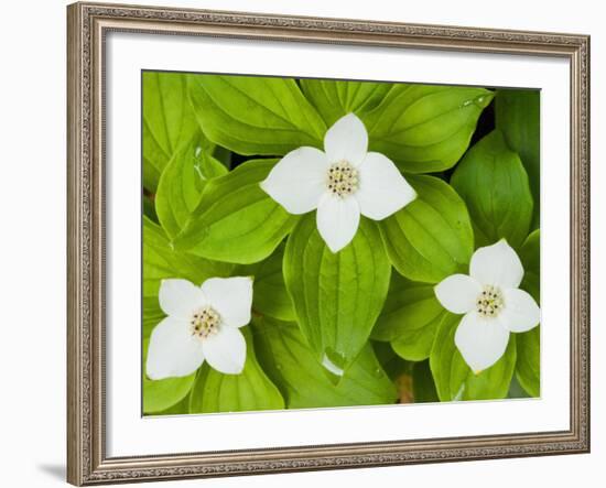 Bunchberry in Bloom on Monadnock Mountain, Lemington, Vermont, USA-Jerry & Marcy Monkman-Framed Photographic Print