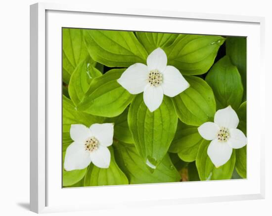 Bunchberry in Bloom on Monadnock Mountain, Lemington, Vermont, USA-Jerry & Marcy Monkman-Framed Photographic Print