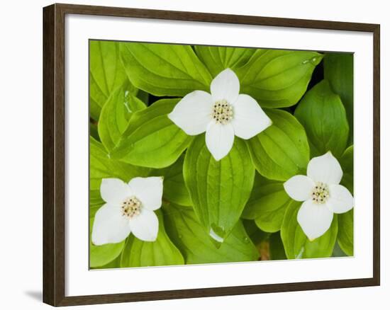 Bunchberry in Bloom on Monadnock Mountain, Lemington, Vermont, USA-Jerry & Marcy Monkman-Framed Photographic Print
