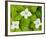 Bunchberry in Bloom on Monadnock Mountain, Lemington, Vermont, USA-Jerry & Marcy Monkman-Framed Photographic Print