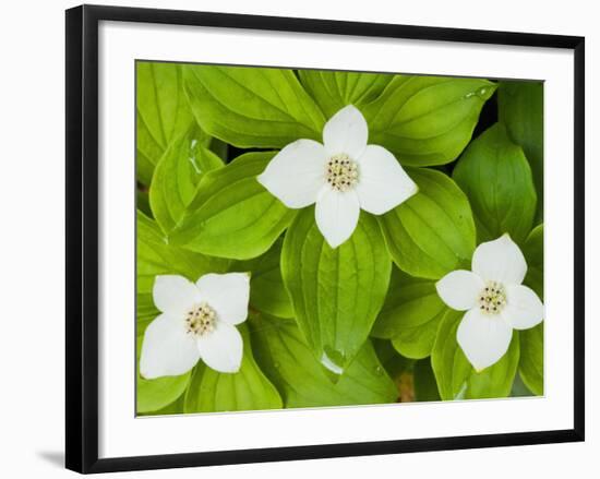 Bunchberry in Bloom on Monadnock Mountain, Lemington, Vermont, USA-Jerry & Marcy Monkman-Framed Photographic Print